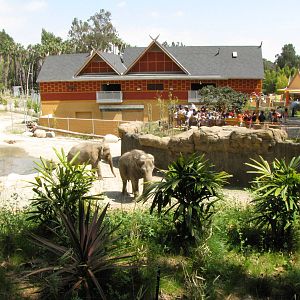 Elephants of India Yard