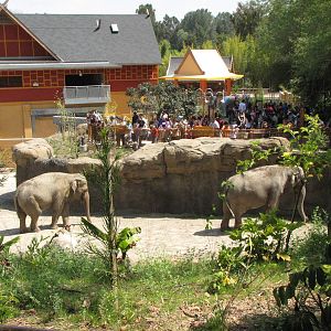 Elephants of India Yard