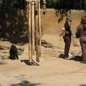 Baby Sichuan Takin and Keepers