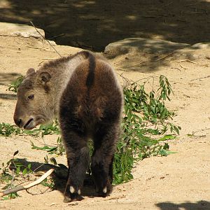 Young Sichuan Takin