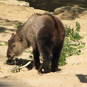 Young Sichuan Takin