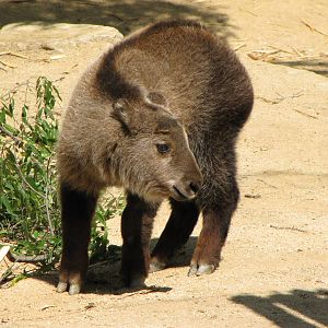 Young Sichuan Takin