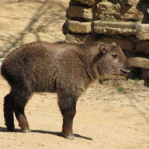 Young Sichuan Takin