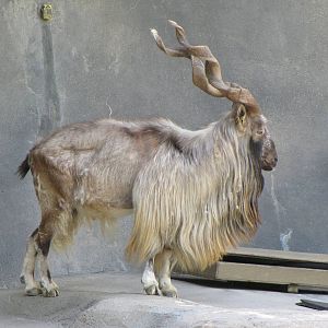 Markhor