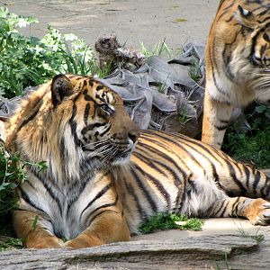 Sumatran Tigers