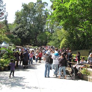 Eurasian Section Crowd