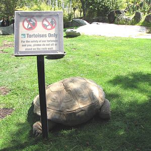 Aldabra Tortoise