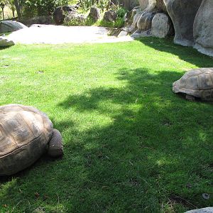Aldabra Tortoise Yard