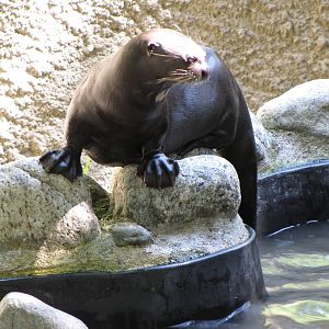 Giant Otter