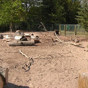Plaswijckpark Rotterdam - Wild boar enclosure