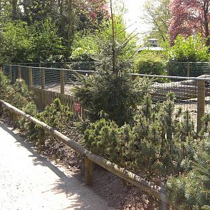 Plaswijckpark Rotterdam - Wild boar enclosure