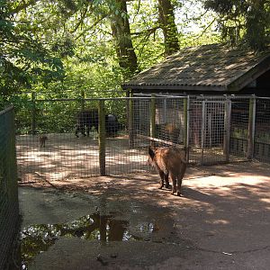 Plaswijckpark Rotterdam - Wild boar enclosure
