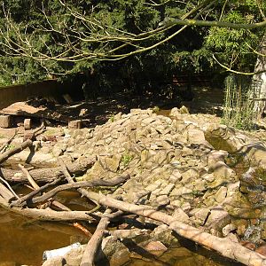 Plaswijckpark Rotterdam - Small-clawed otter enclosure