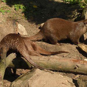 Plaswijckpark Rotterdam - Small-clawed otter