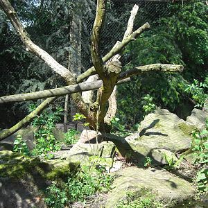 Plaswijckpark Rotterdam - Lynx enclosure