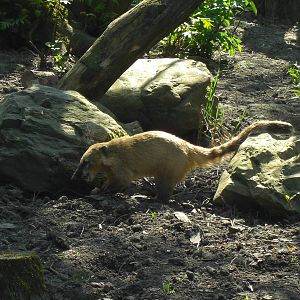 Plaswijckpark Rotterdam - Coati