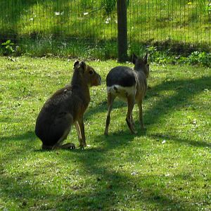 Plaswijckpark Rotterdam - South American pampas
