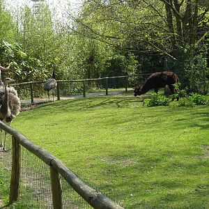 Plaswijckpark Rotterdam - South American pampas