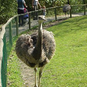 Plaswijckpark Rotterdam - South American pampas