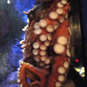 Giant Pacific Octopus