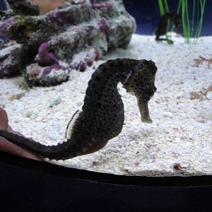 White's Seahorse