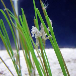 Dwarf Seahorse