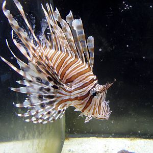 Lionfish