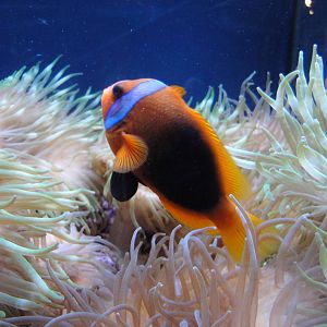 Clownfish