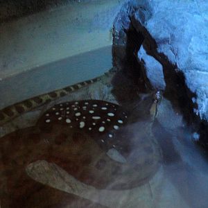 Anaconda and Freshwater Ray