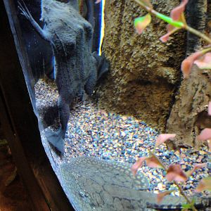 Surinam Toad and Freshwater Ray