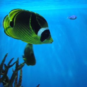 Pacific Patch Reef - Butterfly Fish