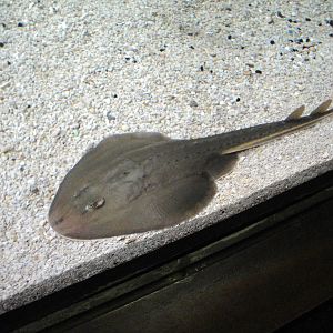 Guitarfish??