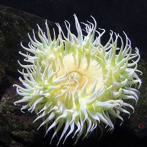 Green Surf Anemone