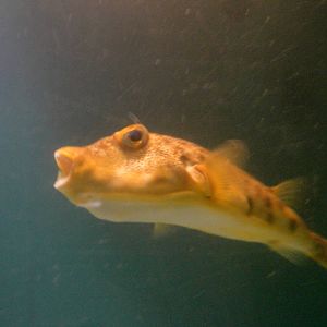 Pufferfish