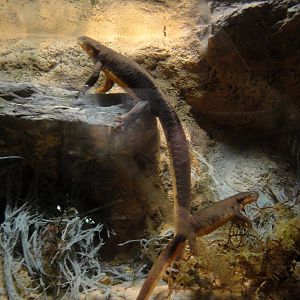 California Newt