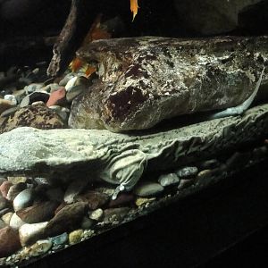 Hellbender