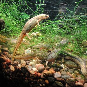 Eastern Newt