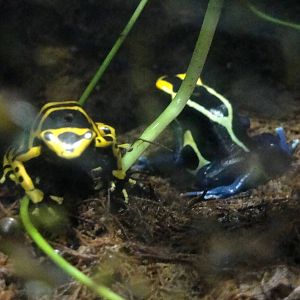 Dart Frogs