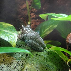 Amazon Milk Frog