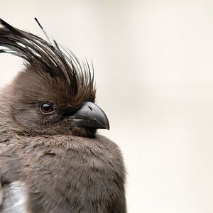 Go-away-bird at solingen