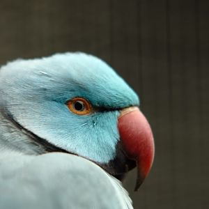 Rose-ringed parakeet at solingen