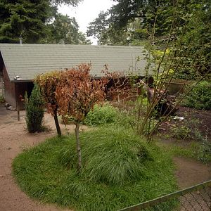 Raccoon dog exhibit at solingen