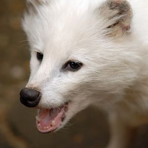 Raccoon dog at solingen