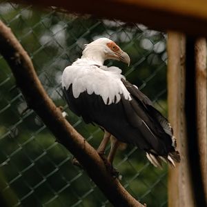 Palm-nut vulture at solingen