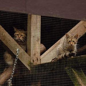 Wildcats at solingen