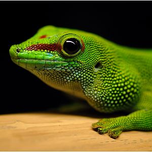 Greater Madagascar day gecko at solingen