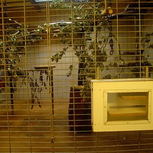 Crab-eating macaque cage at solingen