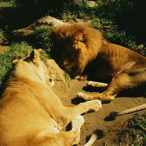 Old Taronga Zoo Photo August 1988 - Lions
