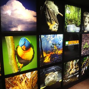 Animal Planet Australia: Wild Extremes Entrance