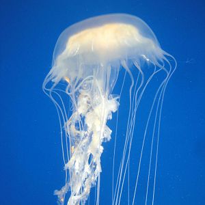 Atlantic Sea Nettle